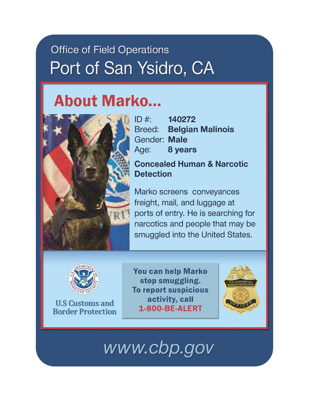 K9 Marko - Port of San Ysidro - Back